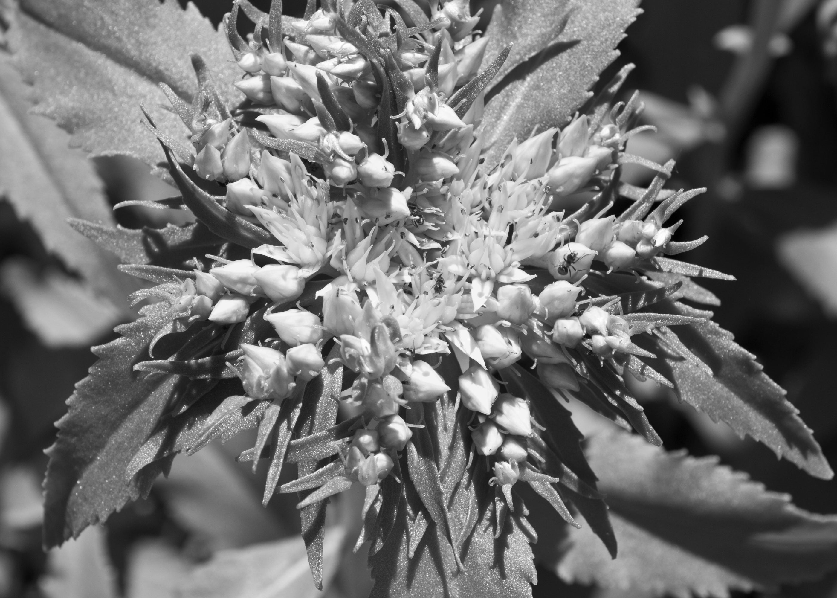 10 Proven Health Benefits of Rhodiola Rosea You Should Know
