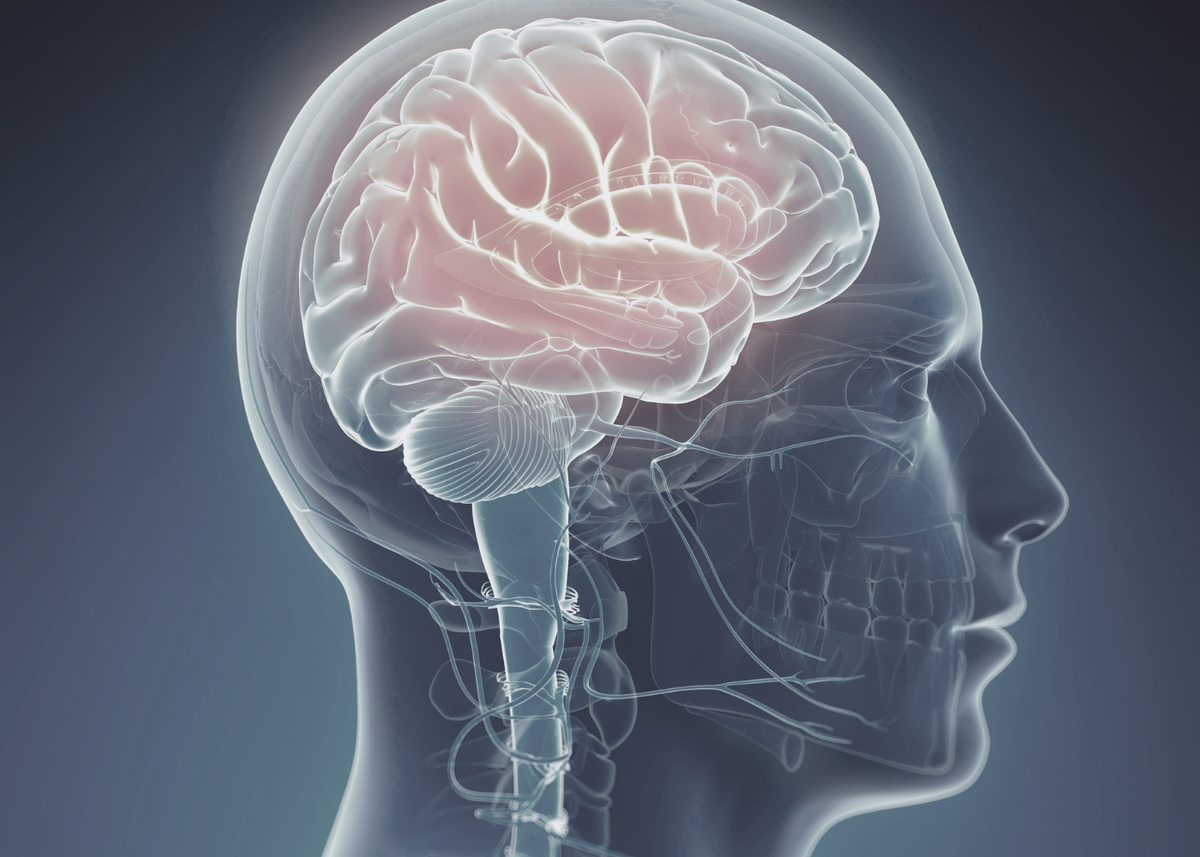 Probiotics and Cognitive Performance: Which Strains Have Actual Evidence for Brain Outcomes