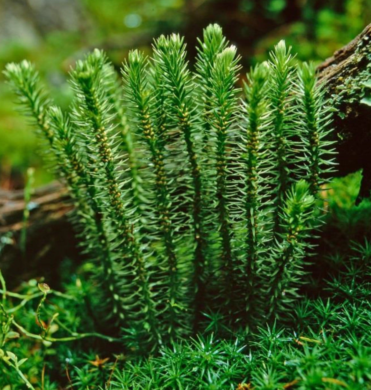 How a Chinese Club Moss Boosts Memory & Attention
