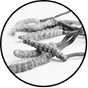 Cordyceps