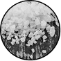 Phosphatidylserine